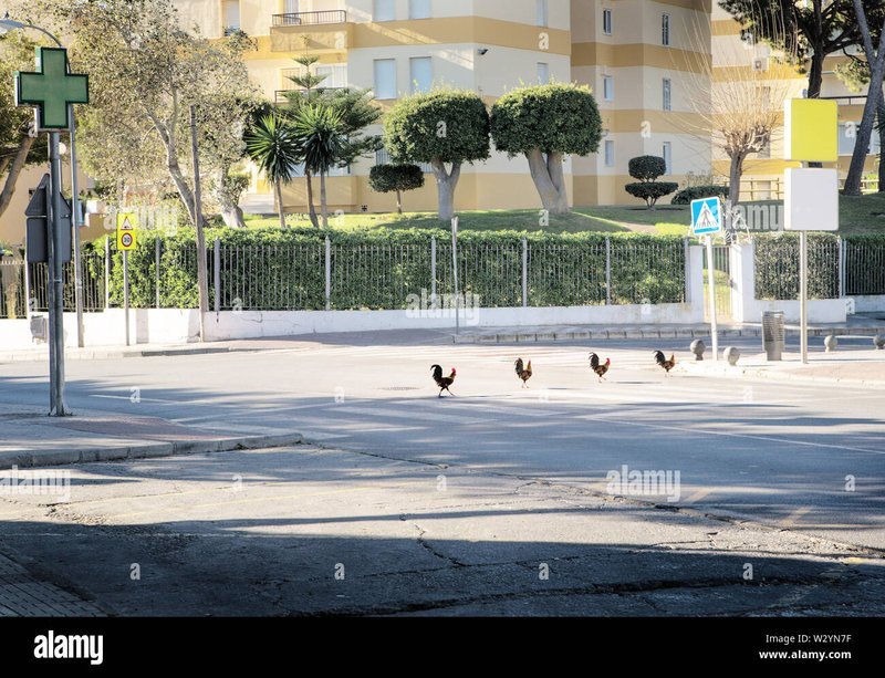 Spain - chicken road españa